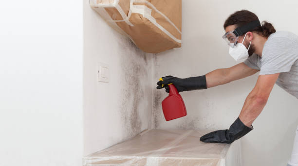 Professional Basement Mold Remediation technician working in Warren, PA