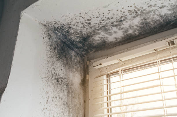 Affordable Basement Mold Remediation solutions in Warren, PA